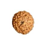 8 Mukhi Indonesian Rudraksha Big