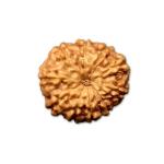 10 Mukhi Indonesian Rudraksha