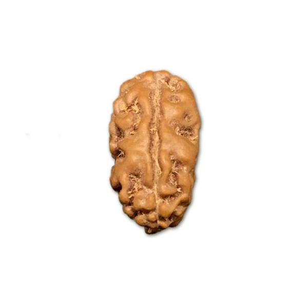 2 Mukhi Indonesian Rudraksha Small