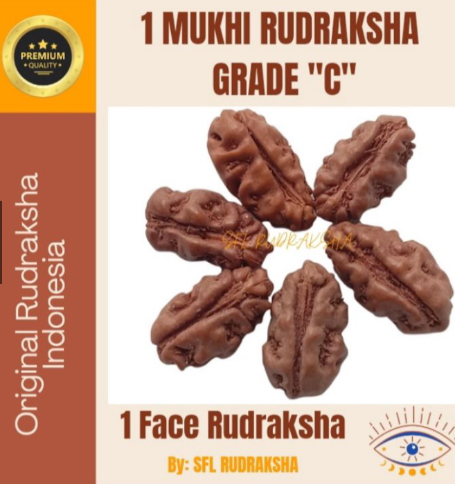1 MUKHI RUDRAKSHA JENITRI GRADE C SIZE 10mm-12mm