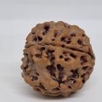 5 Mukhi Nepal Rudraksha Premium Quality