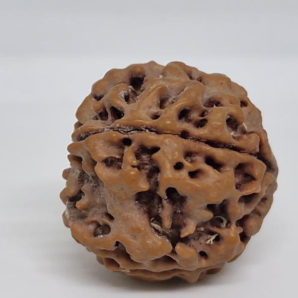 5 Mukhi Nepal Rudraksha Premium Quality
