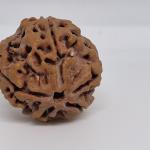 5 Mukhi Nepal Rudraksha Premium Quality