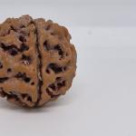 5 Mukhi Nepal Rudraksha Premium Quality